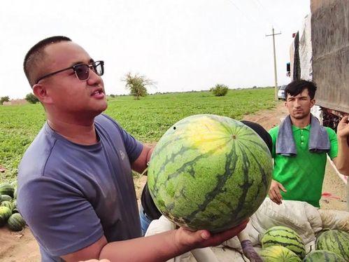吃瓜反被瓜吃的图片图片,一场意外的“瓜”界风波