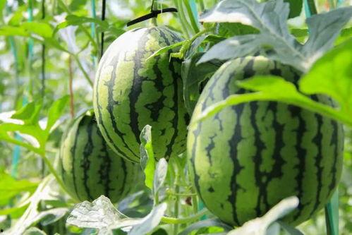 收费吃瓜的视频,视频收费背后的现象解析